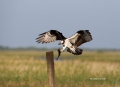 Pandion-haliaetus;Osprey;Flying-bird;One-animal;Close-up;Color-image;photography